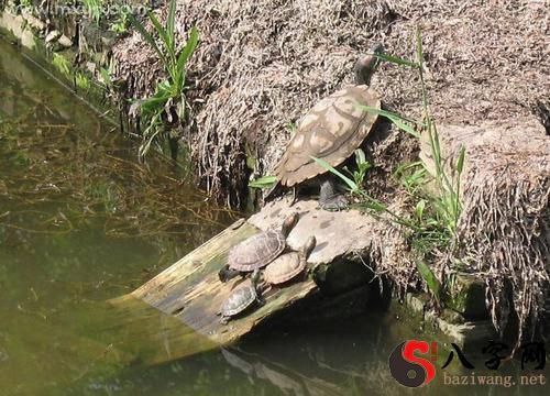 梦见小乌龟吃饭