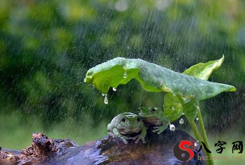 梦见雨漏到的身上