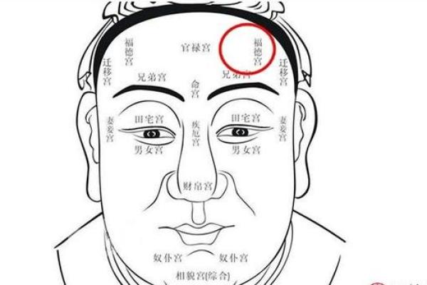 从面相入门到精通：初学者必看的面部分析指南