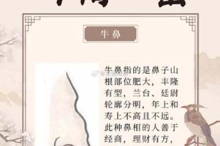 鼻子长的面相暗示了什么运势和健康