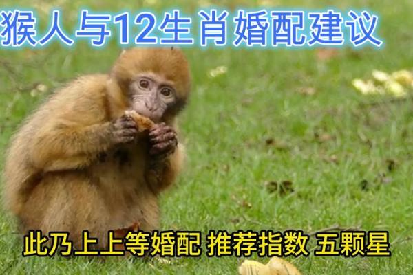 属猴与属狗的爱情匹配度如何？分析两者的相合与冲突