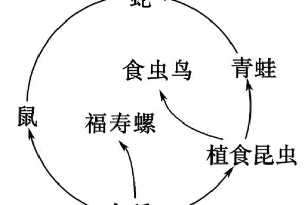 太极与命理的深度结合：揭示生命中的能量流动