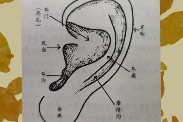 看耳朵面相解析：揭示命运与性格的独特线索