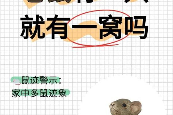 了解子字与生肖鼠的渊源