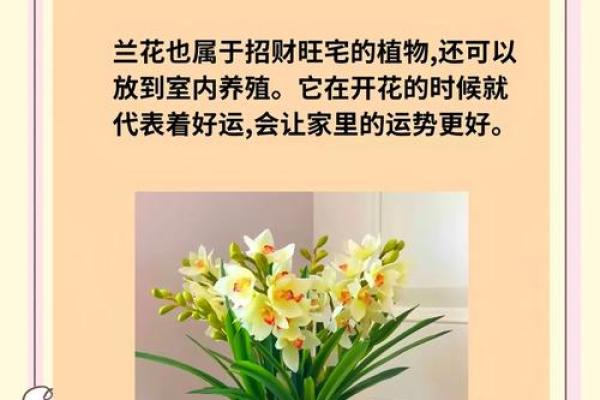 提升财运：如何在财位养花增强风水效应